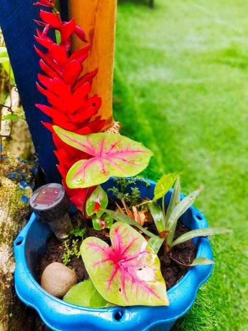Poetry Garden Bocas Town Colon Island Villa Exterior photo
